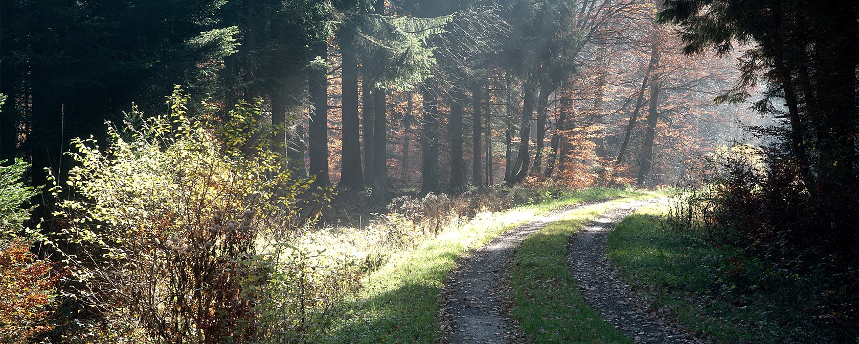 Waldweg bei der Prümer Burg, © V. Teuschler