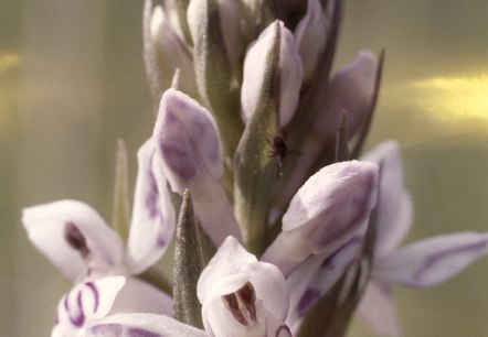 Gefleckte Knabenkraut (Dactylorhiza maculata) , © Werner Becker