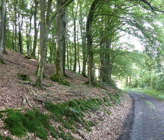 Waldweg, © Tourist-Information Islek