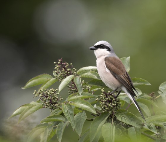 Neuntöter, © Naturpark Südeifel/Horst Jegen