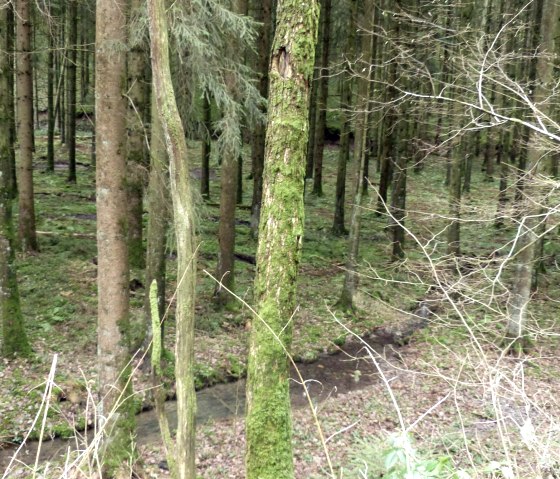 Bachlauf im Wald, © Tourist-Information Islek