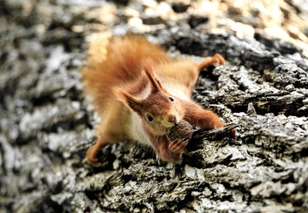 Eichhörnchen, © Naturpark Südeifel/Horst Jegen.
