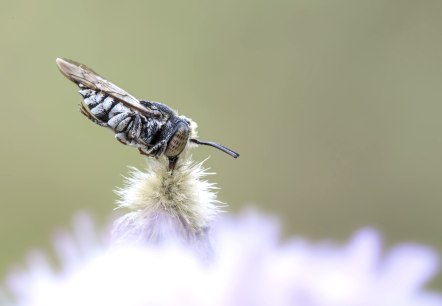 Die Schuppige Kegelbiene (Coelioxys afra) klammert sich zum Schlafen fest an die Pflanze., © Naturpark Südeifel/Thomas Kirchen