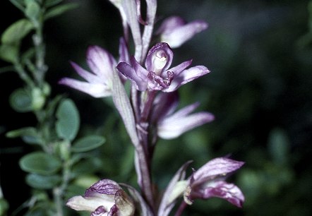 Dingelorchis, © Werner Becker