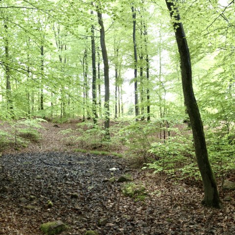 Buchenwald, © Oliver Gaab