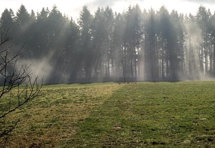 Morgennebel bei Reiff