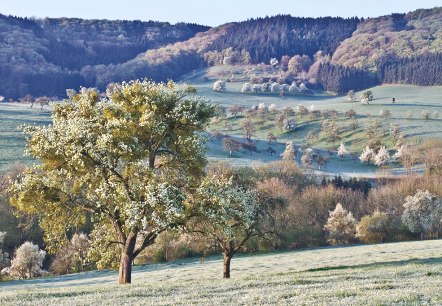 Streuobstwiese Klausnerweg, © Naturpark Südeifel/Thomas Kirchen