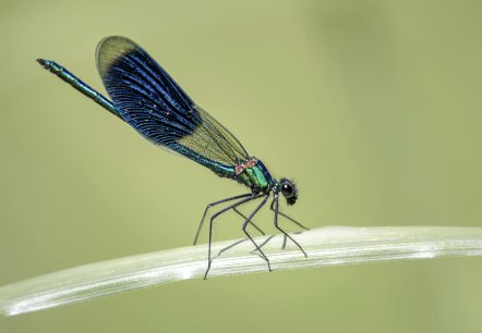 Gebänderte Prachtlibelle, © Naturpark Südeifel/Thomas Kirchen