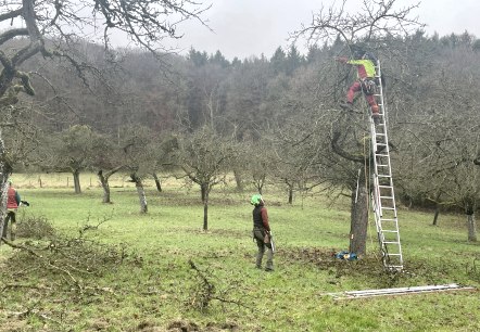 Schnittpflege der Streuobstbäume im Naturpark Südeifel, © Naturpark Südeifel/Ansgar Dondelinger