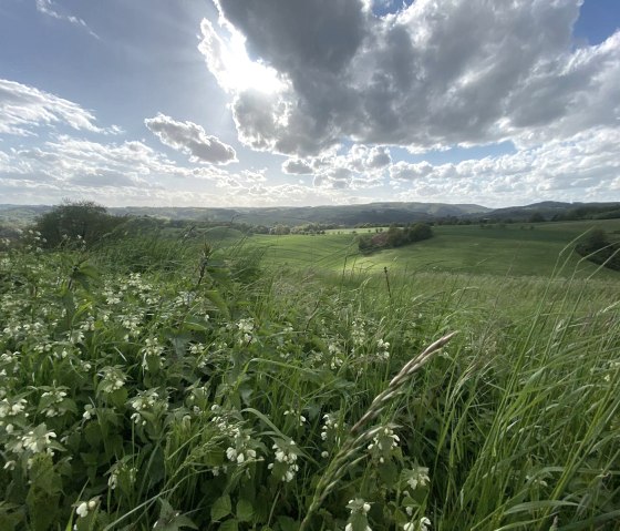 Weite Blicke über die Felder rund um Gentingen, © Felsenland Südeifel Tourismus, Anna Carina Krebs