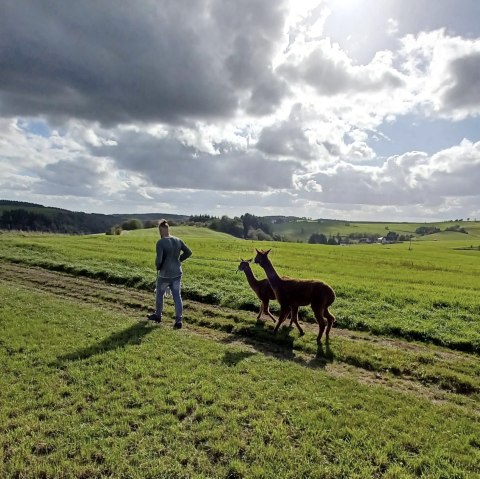 Alpaka-Spaziergang, © Dirk Laures