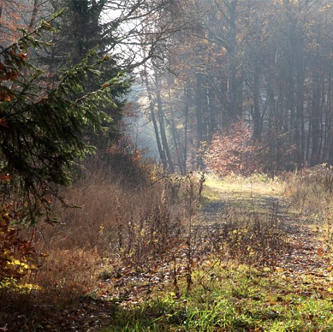 Herbst im Grimbachtal, © V. Teuschler