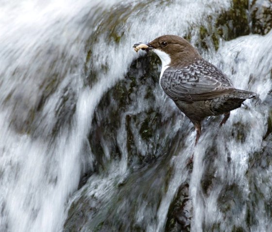 Wasseramsel, © Naturpark Südeifel/Thomas Kirchen.