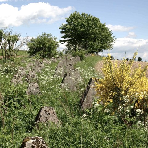 Höckerlinie Westwall-Wanderweg, © DLR Eifel