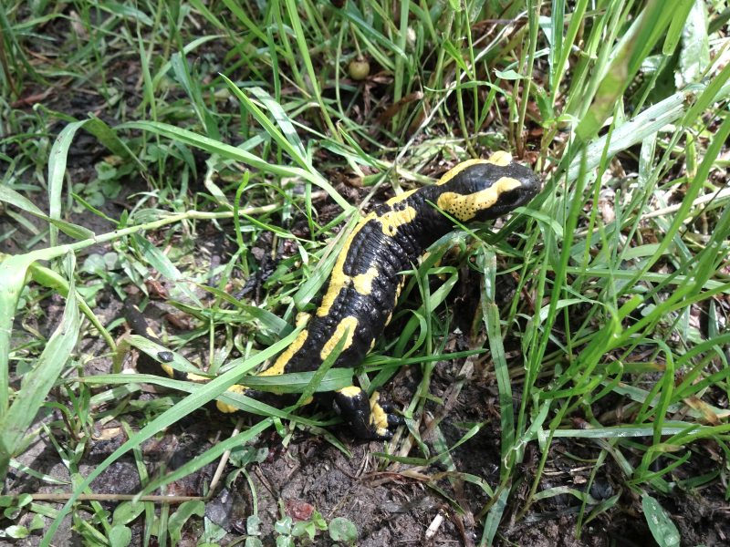 Leuchtend-gelb gefleckt: Der Feuersalamander ist an seinem Muster gut zu erkennen., © Naturpark Südeifel/Indra Schaperdoth