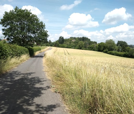 Komfort-Weg Daleiden, © Naturpark Südeifel/Indra Schaperdoth