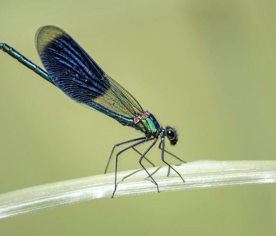 Gebänderte Prachtlibelle, © Naturpark Südeifel/Thomas Kirchen