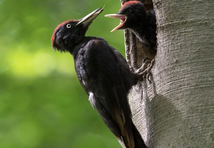 Schwarzspecht, © Naturpark Südeifel/Horst Jegen