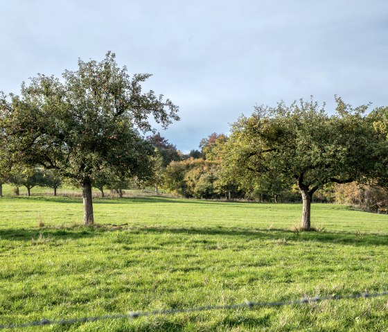 Blick auf die Streuobstwiesen - Bitburger LandGang Oberweis, © TI Bitburger Land