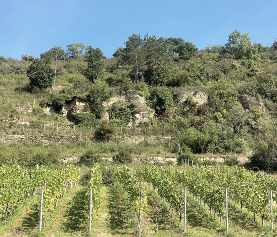 Weinberg, © Felsenland Südeifel Tourismus GmbH, Anna Carina Krebs