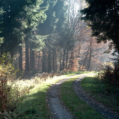 Waldweg bei der Prümer Burg, © V. Teuschler