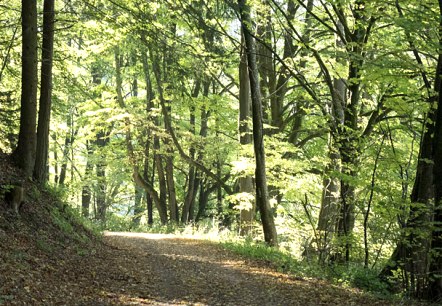 Im Mühlbachtal, © V. Teuschler