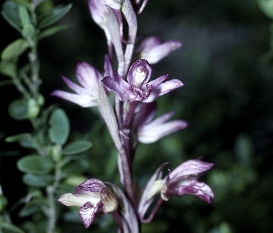 Dingelorchis, © Werner Becker