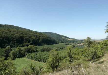 Blick über die Hopfenfelder im Prümtal, © Felsenland Südeifel Tourismus GmbH