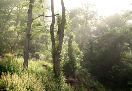 Eifelwald, © V. Teuschler