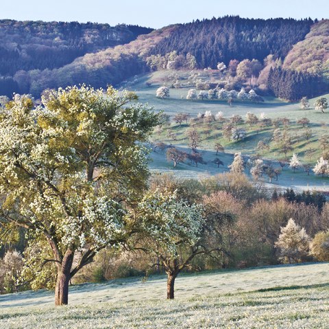 Streuobstwiese Klausnerweg, © Naturpark Südeifel/Thomas Kirchen