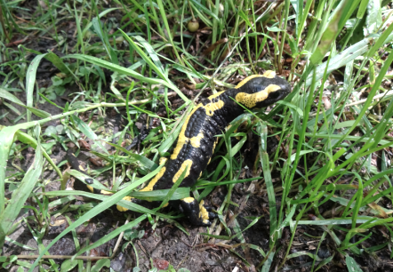 Leuchtend-gelb gefleckt: Der Feuersalamander ist an seinem Muster gut zu erkennen., © Naturpark Südeifel/Indra Schaperdoth