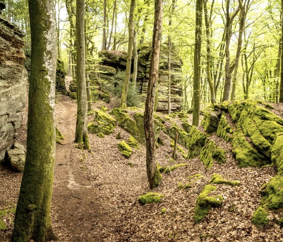 Schluchtenwald bei Bollendorf, © Eifel Tourismus GmbH, Dominik Ketz