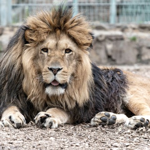 Löwe, © Eifel-Zoo Lünebach, Wallpott