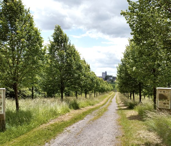 Winterlindenallee, © Tourist-Information Bitburger Land