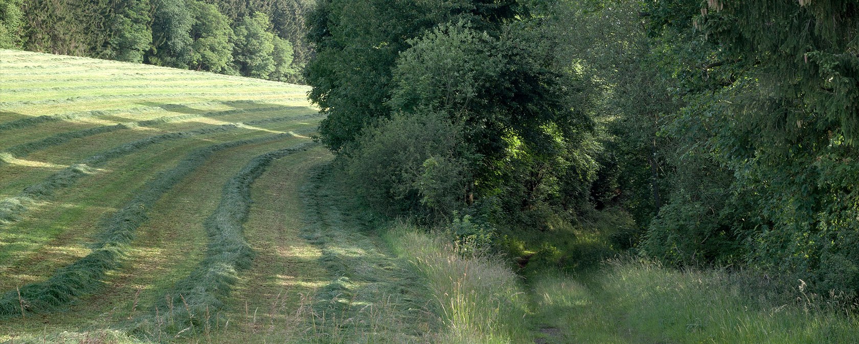 Weg in den Wald, © V. Teuschler