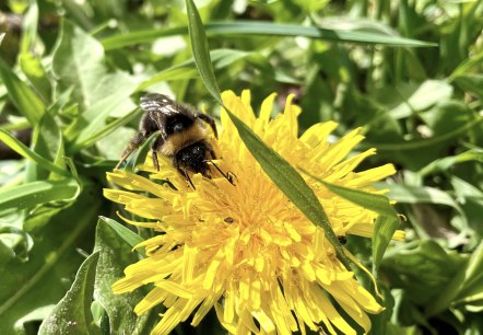 Hummel auf Löwenzahn, © Naturpark Südeifel/Ansgar Dondelinger