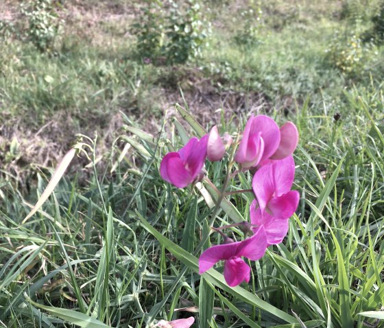 Wilde Orchidee auf der Route 75 bei Oberweis, © TI Bitburger Land