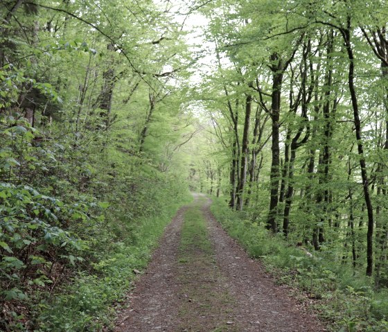 Wanderweg durch den Wald oberhalb der Our, © Tourist-Information Islek