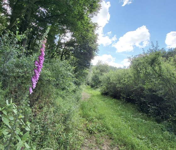 Wanderweg am Ehlenzbach, © Tourist-Information Islek