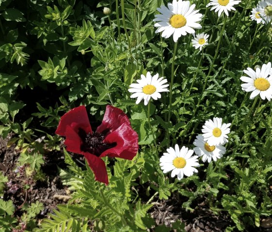 Blumen am Wegesrand der Route 75, © TI Bitburger Land