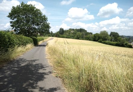 Komfort-Weg Daleiden, © Naturpark Südeifel/Indra Schaperdoth