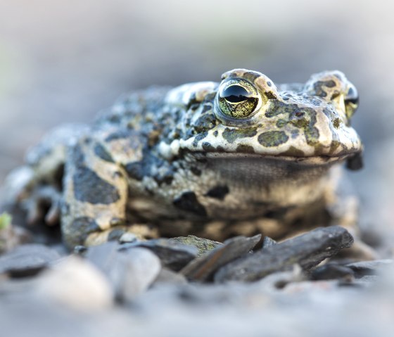 Viele Amphibien wie die Wechselkröte verlieren ihren Lebensraum und sind immer seltener anzutreffen, © Naturpark Südeifel/Thomas Kirchen