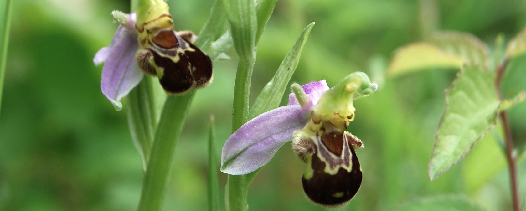 Ophrys apifera, © Peter Wagner