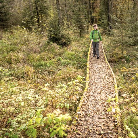 Steg am Moore-Pfad Schneifel, © Eifel Tourismus GmbH, Dominik Ketz