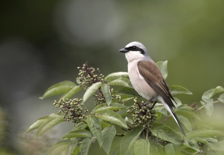 Neuntöter, © Naturpark Südeifel/Horst Jegen