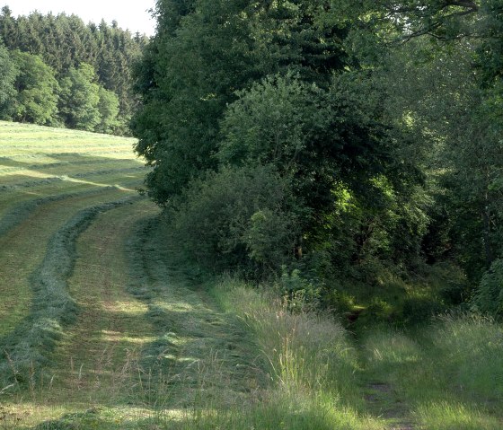 Weg in den Wald, © V. Teuschler