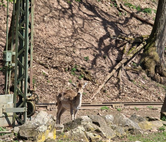 Zoo03, © Eifel-Zoo, Wallpott