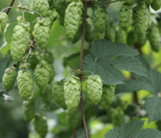 Hops, © Felsenland Südeifel Tourismus Gmbh, Peter Weber