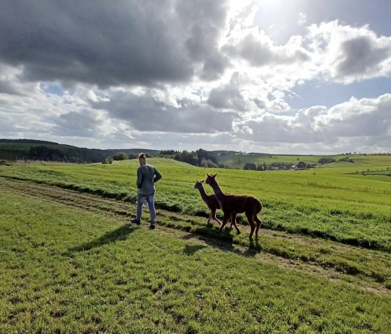 Alpaka-Spaziergang, © Dirk Laures