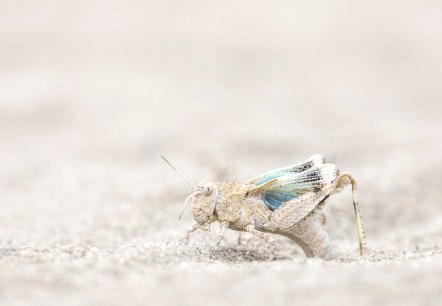 Blauflügelige Ödlandschrecke bei der Eiablage. , © Naturpark Südeifel/Thomas Kirchen